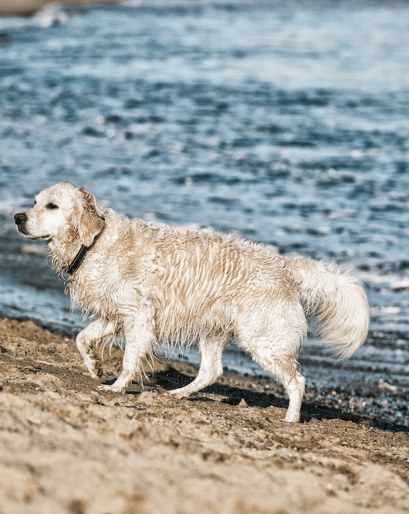 Hund 3 - Nymindegab camping.jpg