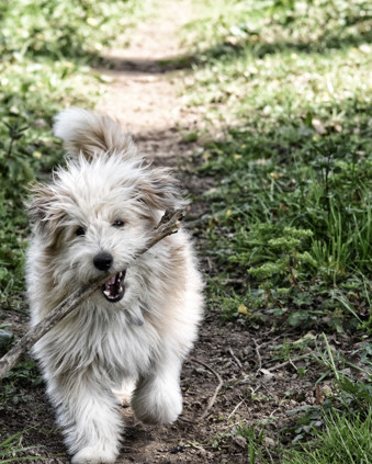 Hund 2 - Nymindegab camping.jpg